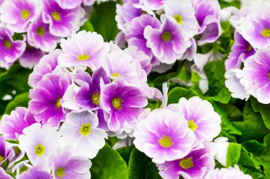 İhlaller veya İbneler Bahçede Yakın Çekim