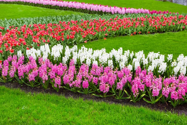 Hyacinth colorido, flores de tulipas florescem no jardim de primavera — Fotografia de Stock