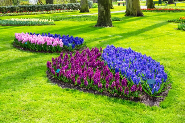 Flor de flores de jacinto azul, roxo, lílico, rosa colorido no jardim de primavera holandês — Fotografia de Stock