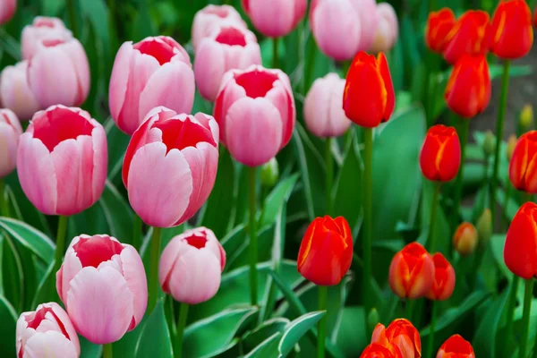 Tulpenbeet, rote, gelbe Tulpen im Garten — Stockfoto
