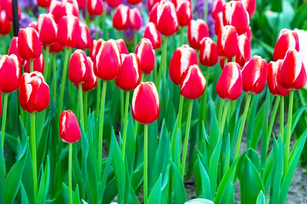 Vibrant fond de vacances de tulipes rouges et blanches colorées — Photo