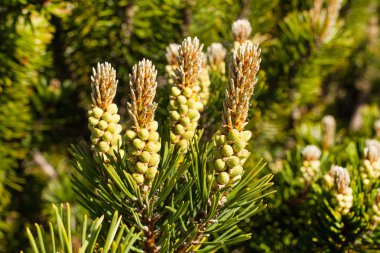Şube iğneler ve çam kozalakları ile yakın çekim