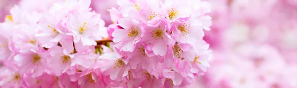 Krásné růžové třešňový květ větev, Sakura, květy bílé — Stock fotografie