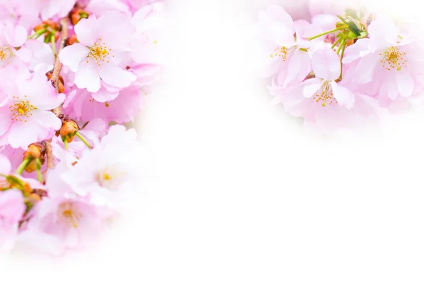 Mooie roze kersenbloesem branch, Sakura bloemen op wit — Stockfoto