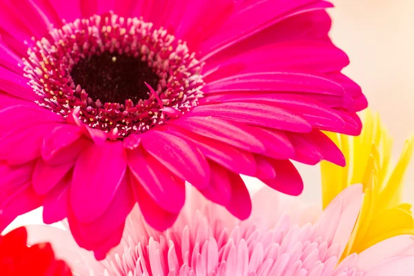 Blume bunt rosa Hintergrund Gerber — Stockfoto