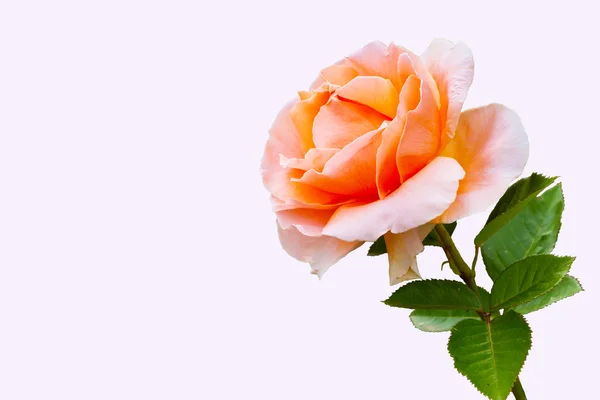 Közeli gyönyörű Rózsa virág — Stock Fotó