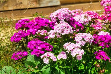 pembe ve mor çiçekler yazlar doğa arka plan