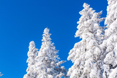 Şiddetli kar yağışı ve mavi gökyüzü ile kaplı çam ağacı ile canlı kış tatil arka plan