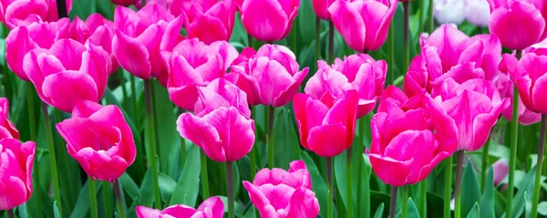 Lebendige bunte Nahaufnahme rosa Tulpen Urlaub panoramischen Hintergrund — Stockfoto