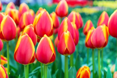 Flowerbed, kırmızı, Sarı Lale bahçesinde