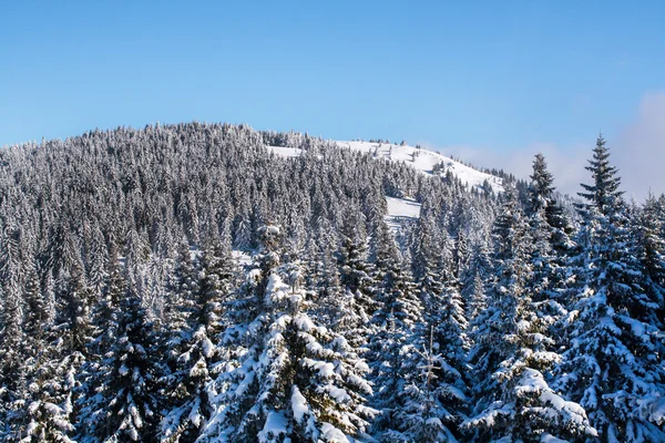 Pulserande antenn panorama av lutningen på ski resort, snö träd, blå himmel — Stockfoto