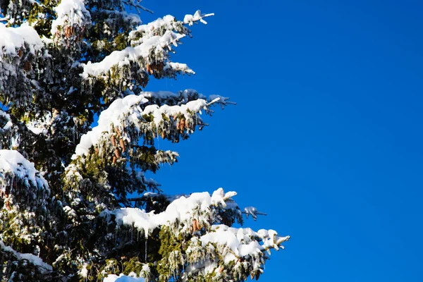 Kış tatil arka plan karlı çam ağacı dalı, çam kozalakları, mavi gökyüzü, kopya alanı ile