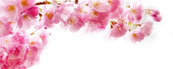 Hermosa rama de flor de cerezo rosa, flores Sakura en blanco —  Fotos de Stock