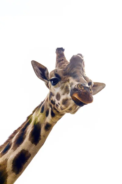 Masticare giraffa testa curioso sguardo isolato su sfondo bianco — Foto Stock