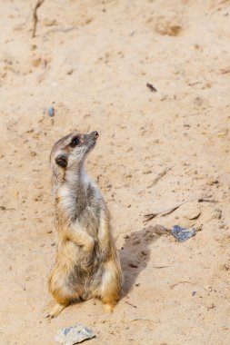 Şirin komik meerkat duran iki pençesi