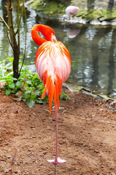 Američan nebo Karibské Flamingo, čištění peří — Stock fotografie