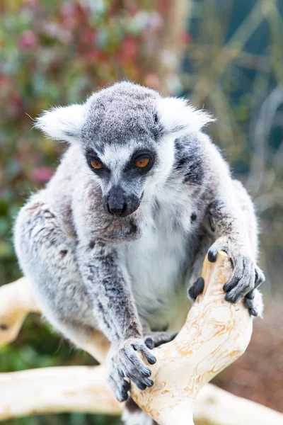 Ring-Tailed lemur aka Lemur catta yüz kapatmak dikey — Stok fotoğraf