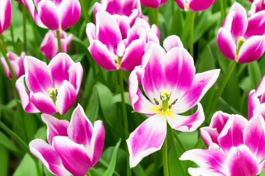 Canlı renkli portre ile mor laleler beyaz tatil panoramik arka plan