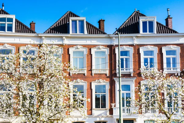 Case in primo piano e fiori d'albero a L'Aia, Olanda — Foto Stock