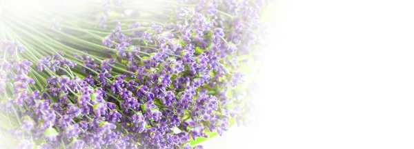 Bunch of lavender flowers on white background