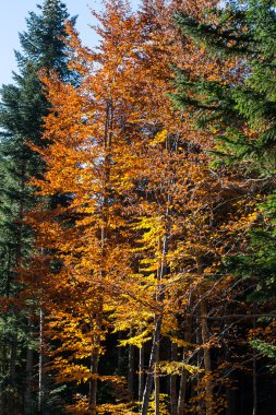 Güzel sarı sonbahar turuncu güneş tarafından aydınlatıldı ormandaki ağaçlar