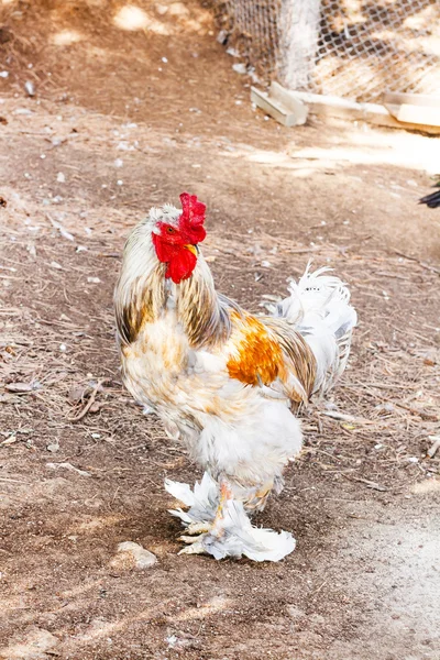 Rooster colorido closeup no quintal da aldeia — Fotografia de Stock