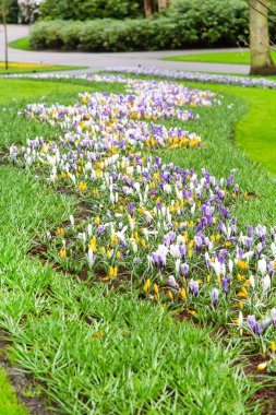 Hollanda bahar bahçesinde renkli bitkisi çiçeği çiçeği