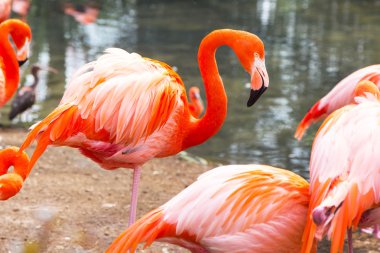 Amerikan veya Karayip flamingo portre