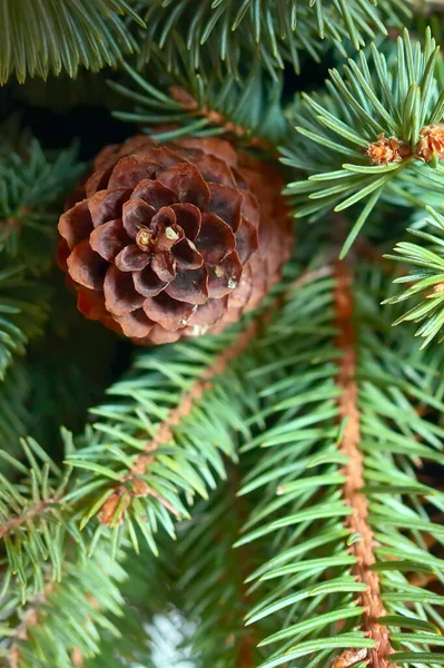 Branche d'arbre de Noël et cône de pin — Photo