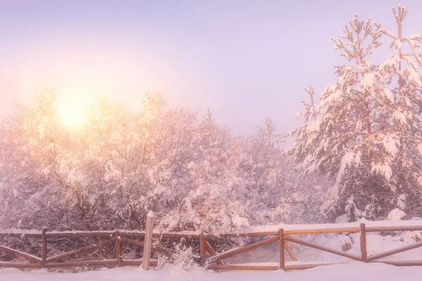 Zimní mlhavé sněhové stromy a plot, slunce — Stock fotografie
