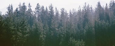 Çam ağaçları orman stilize fotoğraf pankartı arka planı