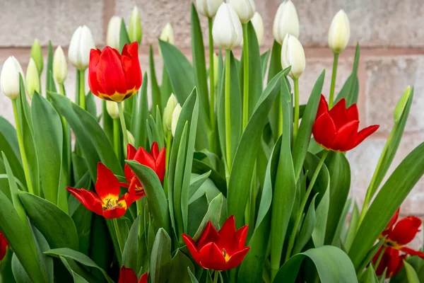 Close-up tulipas vermelhas fundo de férias — Fotografia de Stock