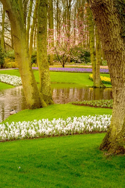 Flowers landscape in Keukenhof, Netherlands — Stock Photo, Image