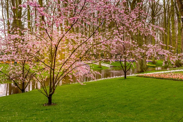 Деревья и цветы в Keukenhof, Netherlands — стоковое фото
