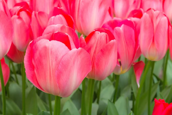 Tulipanes rojos holandeses tradicionales, jardín de flores —  Fotos de Stock