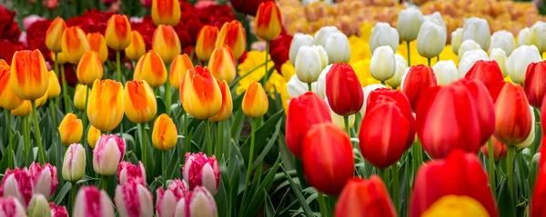 Parterre de tulipanes, rojo, amarillo, blanco panorama —  Fotos de Stock