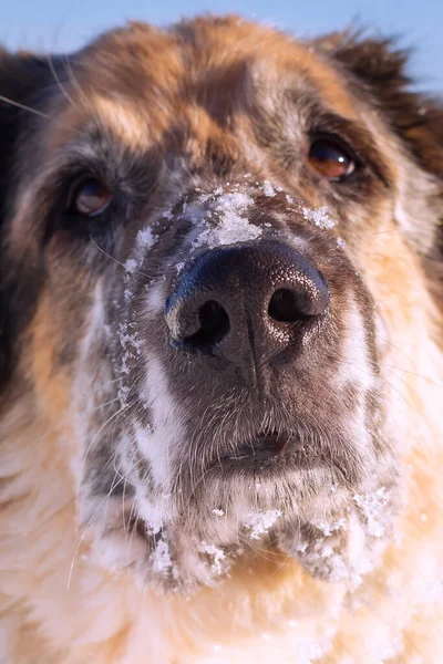 Hondensneeuw bedekt gezicht, focus op neus, portret — Stockfoto