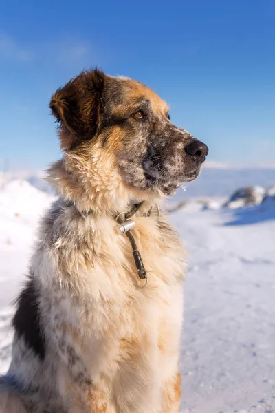 Big seriuos furry dog sitting on the snow, portrait — Stock Photo, Image