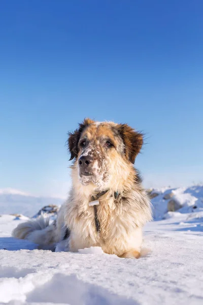 Stor hund liggande på snön, porträtt — Stockfoto