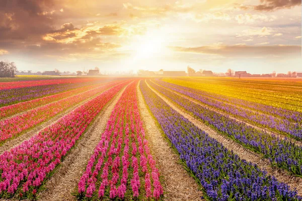Färgglad solnedgång i Nederländerna, hyacint fält — Stockfoto