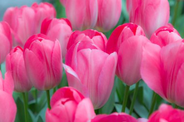 Geleneksel Hollanda laleleri Keukenhof Park çiçek bahçelerinde