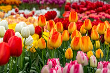 Kırmızı, sarı, beyaz, Keukenhof çiçek bahçesi, lale çiçekli tatil veya doğum günü arkaplanı