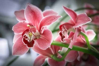 Tropikal bahçede orkide pembe çiçek, tatil çiçekleri.