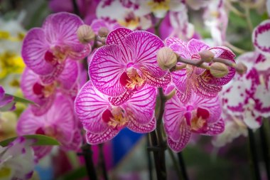 Tropikal bahçede orkide pembe çiçekler, tatil çiçekleri.