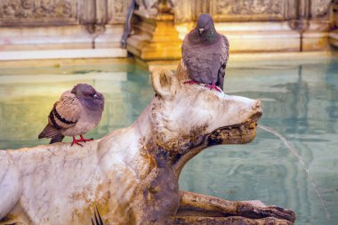 Fonte Gaia 'da güvercinler, Eğlence Pınarı, Piazza del Campo Siena, Toskana, İtalya