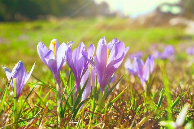 Çiçekli timsahlar ilkbahar çiçekleri ve güneş ışığı
