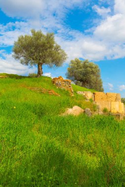 Sparta harabeleri ve zeytin ağaçları, Mora, Yunanistan