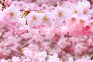 Pembe kiraz çiçeği dalı, sakura çiçekleri.