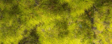 Çam ormanı ağaç afişi, Yunanistan