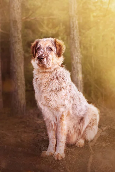 Grande cane nella foresta, seduto — Foto Stock